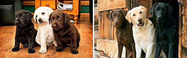 puppies-grow-too-fast-09