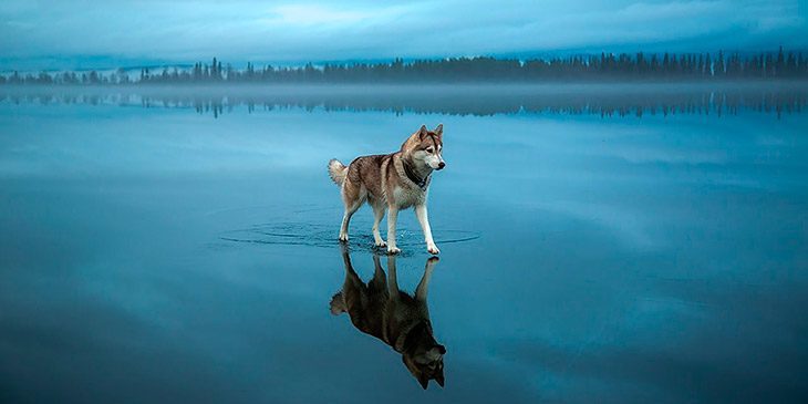 Bildene av hundene på den frosne innsjøen er som hentet ut av et eventyr