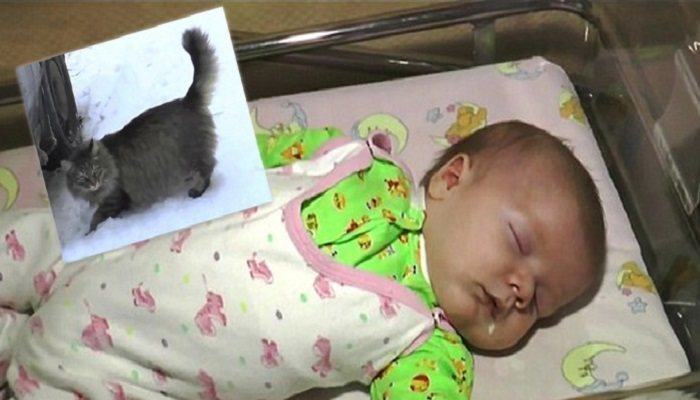 Den forlatte babyen holdt på å fryse i hjel. Det den hjemløse katten da gjorde hylles over hele verden!