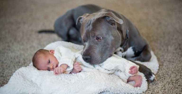 Han var livredd for babyen når hunden var i nærheten. Det han opplevde forandret alt!