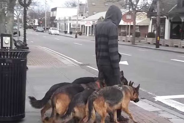Han går bortover gaten sammen med 5 hunder. Men når vi ser nærmere etter? Imponerende!