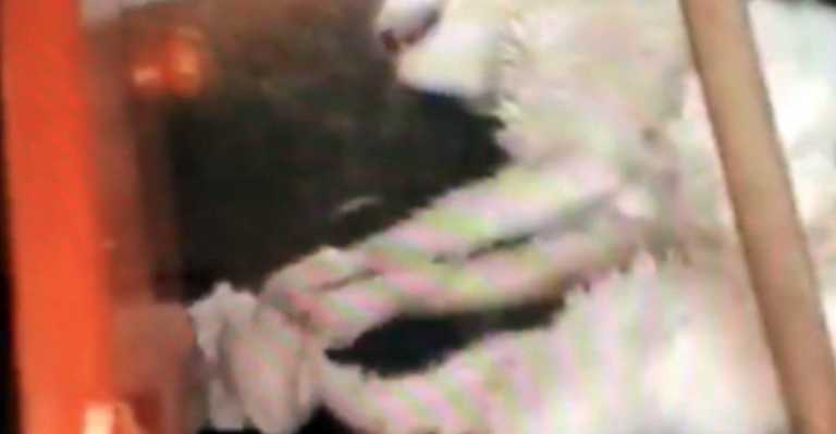 Mannen torturerte naboens katt og la filmen ut på Facebook – Vi advarer mot sterke scener