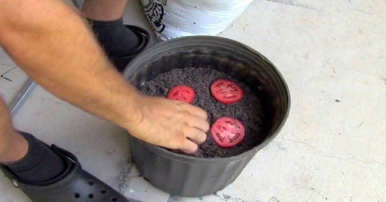 Mannen plasserer noen tomater i en krukke med jord – Noen dager senere får han se resultatet!