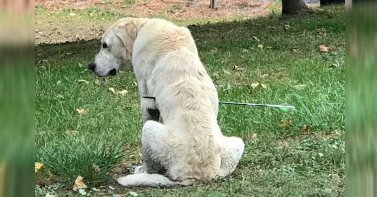 Familien finner hunden sin skutt med pil og bue – Heldigvis fant de et spor